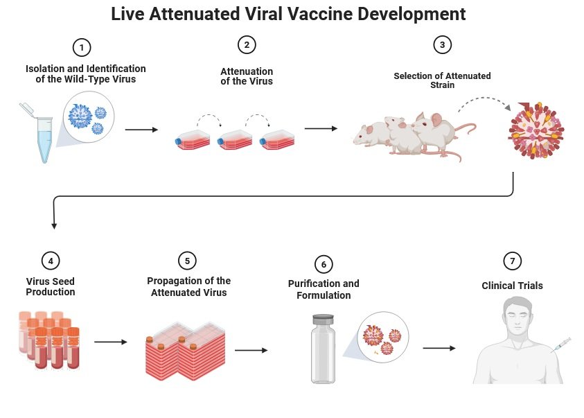 How Microbiology Helps in Vaccine Development: A Comprehensive Guide 2 Live Attenuated Viral Vaccine Development