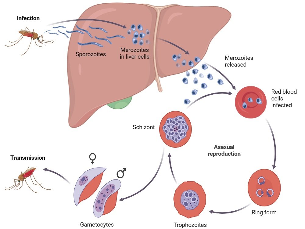 Malaria Transmission Cycle