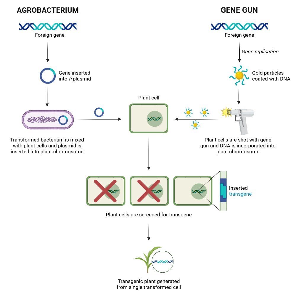Microbiology in Genetic Engineering and Biotechnology