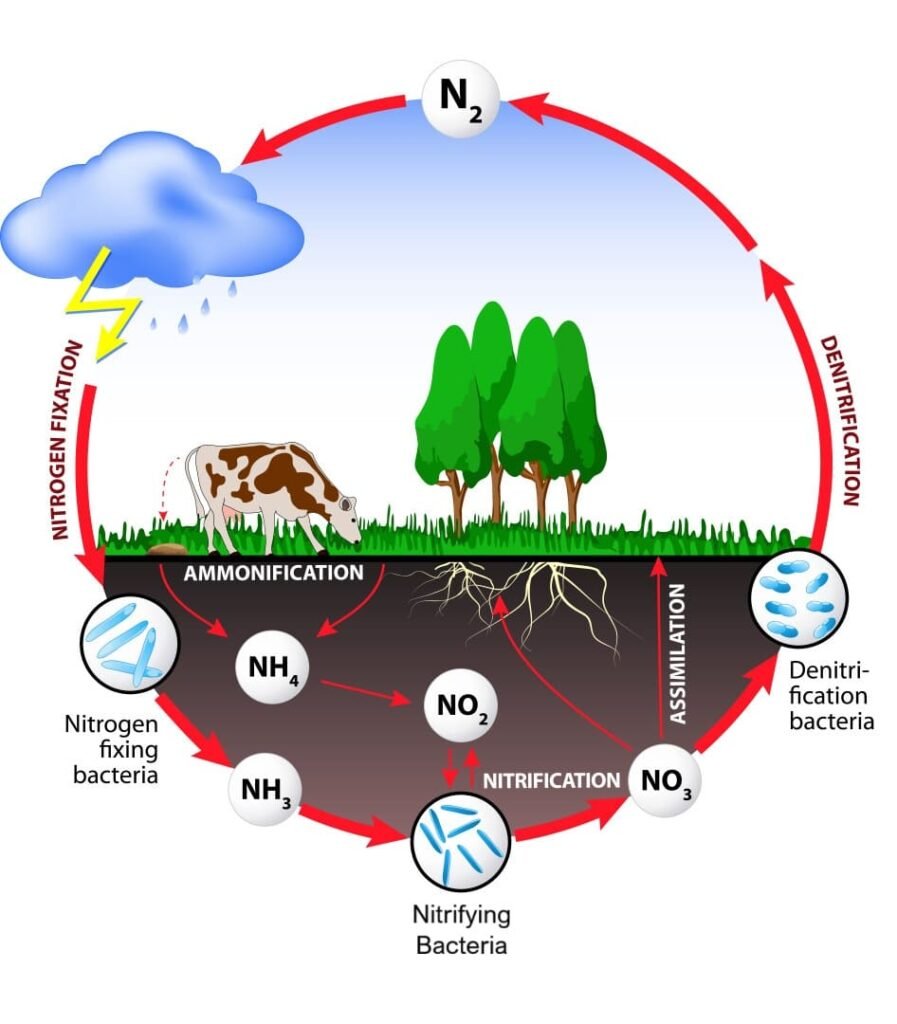 Nitrogen Fixation