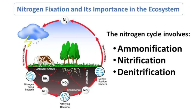 Nitrogen Fixation and Its Importance in the Ecosystem
