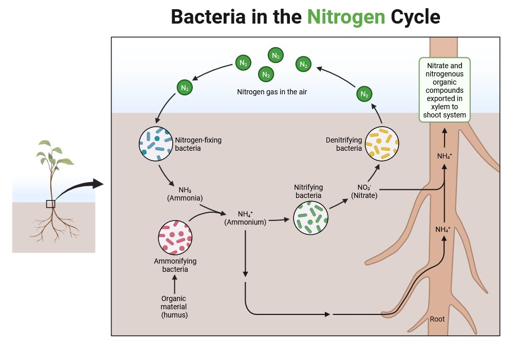 Nitrogen-Fixing Bacteria (NFB)