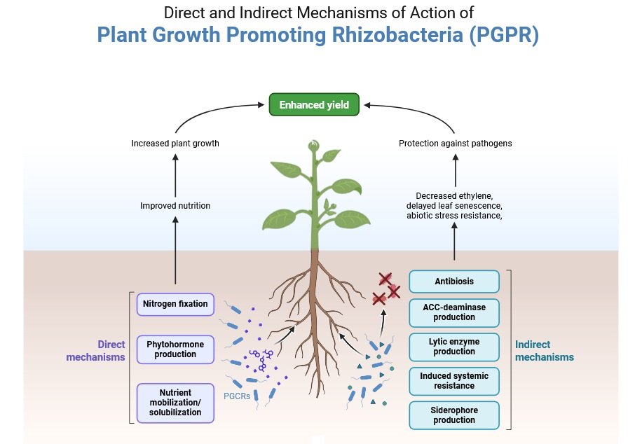 Plant Growth-Promoting Rhizobacteria (PGPR)