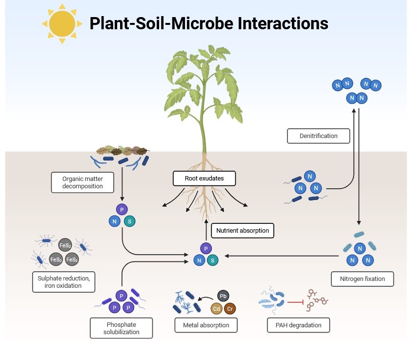 Plant soil microbe Interaction