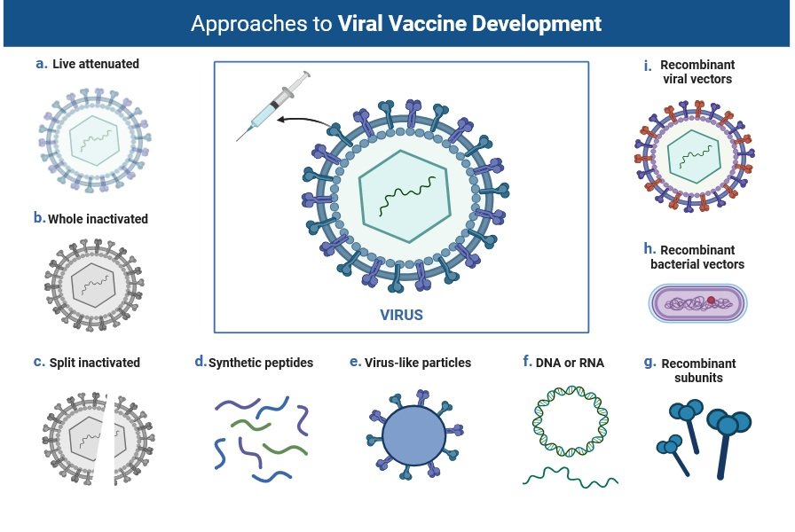 How Microbiology Helps in Vaccine Development: A Comprehensive Guide 1 Virus Vaccine Development