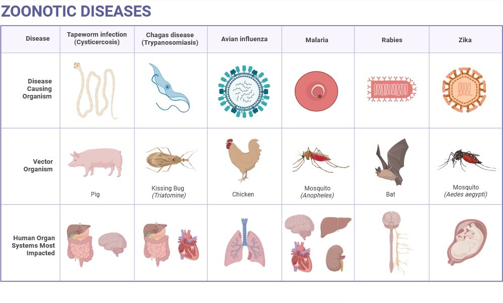 How Microbiology Helps in Vaccine Development: A Comprehensive Guide 4 Zoonotic Diseases