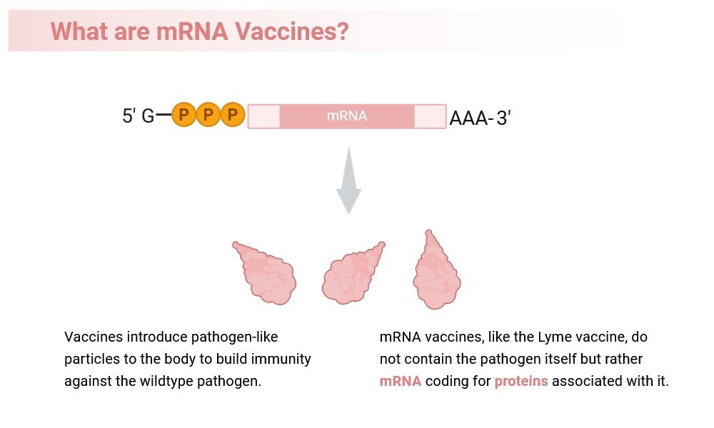 How Microbiology Helps in Vaccine Development: A Comprehensive Guide 3 mRNA Vaccines