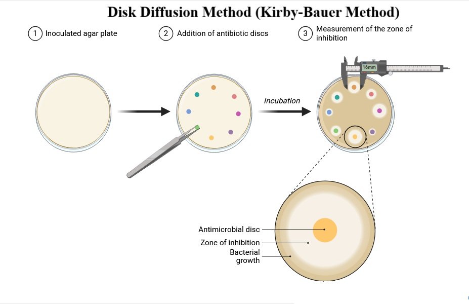 Antimicrobial Susceptibility Test (AST): Principle, Methods, Procedure, and Interpretation 1 Disk Diffusion Method (Kirby-Bauer Method)