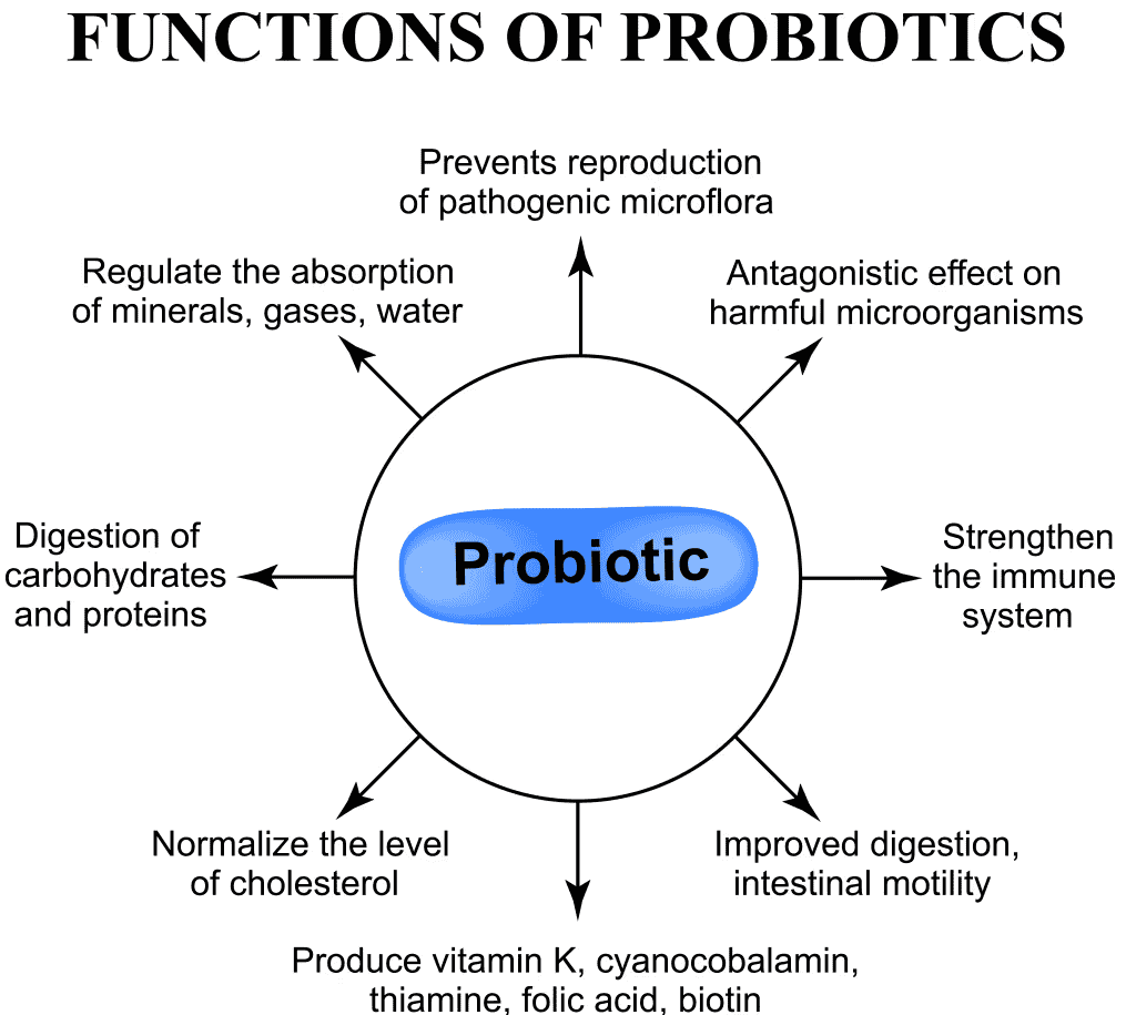 Functions of Probiotics