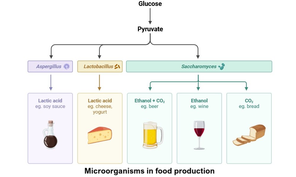 Microorganisms in food production
