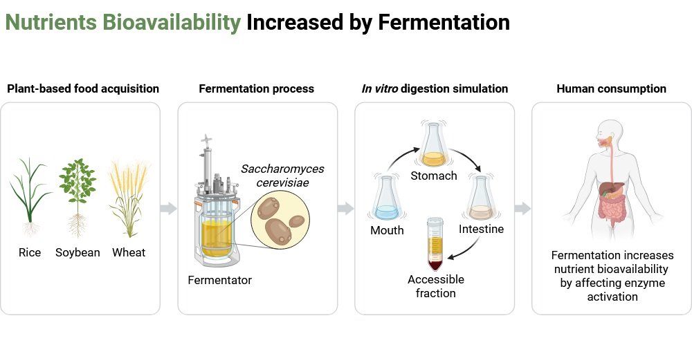 Nutrients Bioavailability increased by fermentation