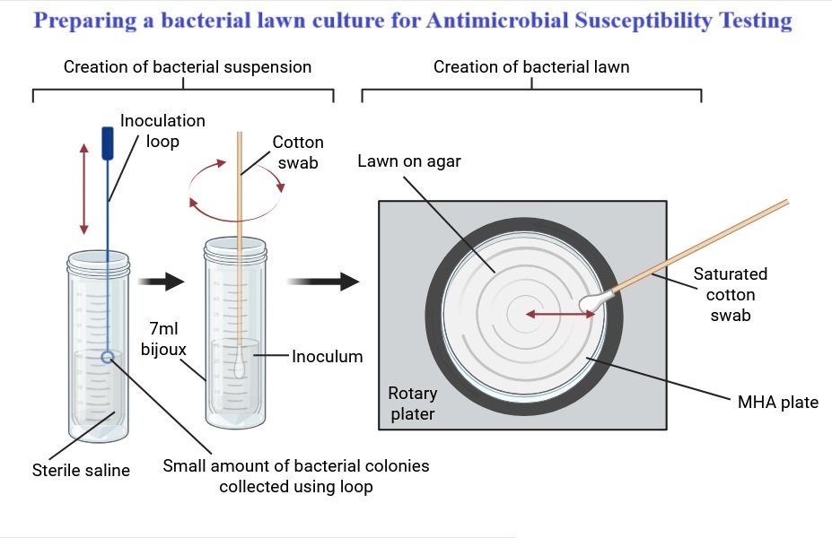 Antimicrobial Susceptibility Test (AST): Principle, Methods, Procedure, and Interpretation 2 Preparing a bacterial lawn culture for Antimicrobial Susceptibility Testing (AST)
