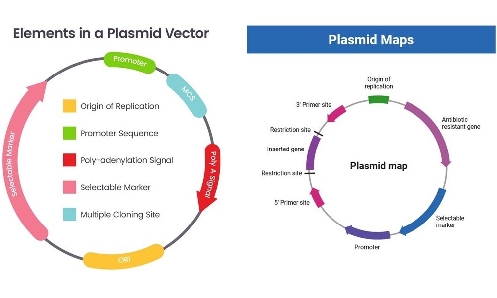 Plasmids: Structure, Types, Replication, and Applications 1 Structure of Plasmids