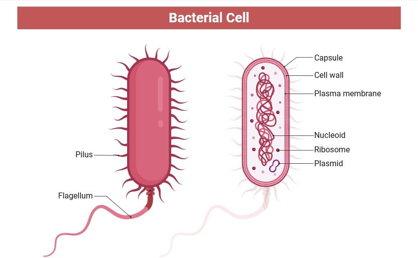 Difference Between Bacteria and Viruses 1 Bacterial Cell