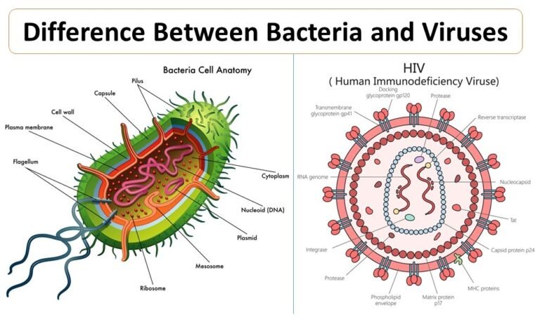 Difference Between Bacteria and Viruses 1 Difference Between Bacteria and Viruses