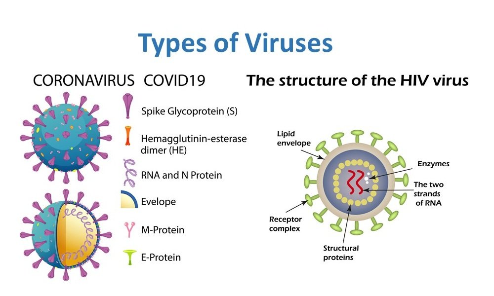 Difference Between Bacteria and Viruses 2 Types of Viruses