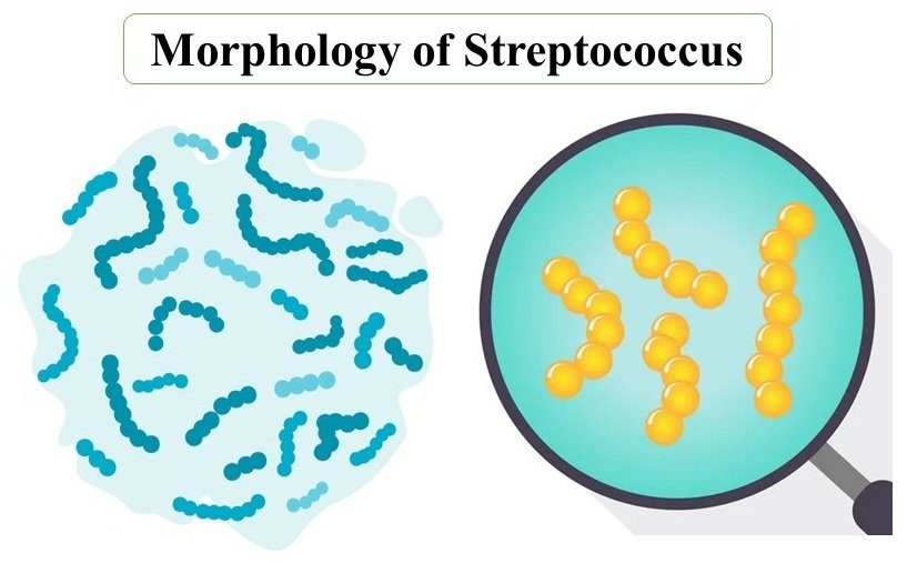 Morphology of Streptococcus